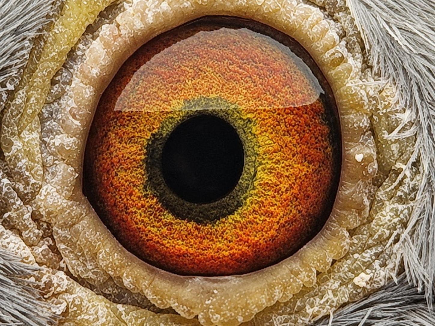 Pigeon eye